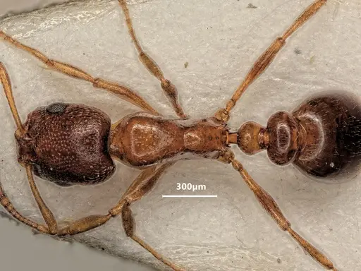 Cardiocondyla bulgarica specimen