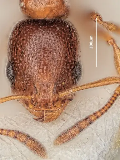 Cardiocondyla bulgarica specimen