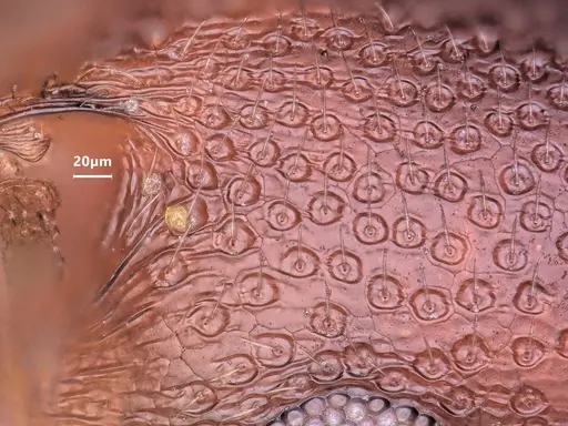 Cardiocondyla bulgarica specimen