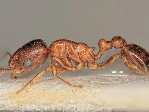 Cardiocondyla bulgarica - ANTWEB1048507