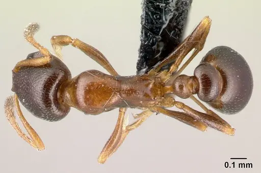 Cardiocondyla bulgarica - CASENT0179879