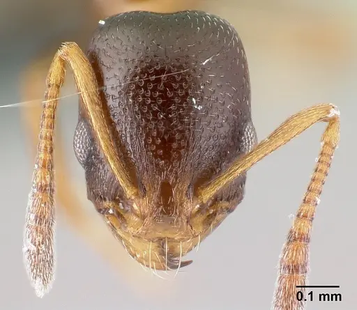 Cardiocondyla bulgarica - CASENT0179879