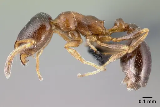 Cardiocondyla bulgarica - CASENT0179879