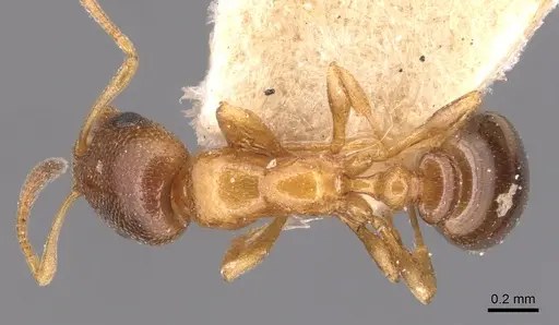 Cardiocondyla bulgarica - CASENT0904462