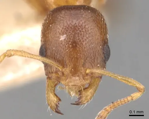 Cardiocondyla bulgarica - CASENT0904462