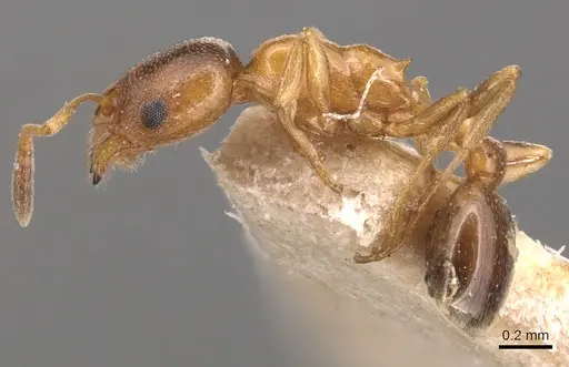 Cardiocondyla bulgarica - CASENT0904462