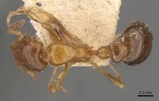 Cardiocondyla bulgarica - CASENT0908338