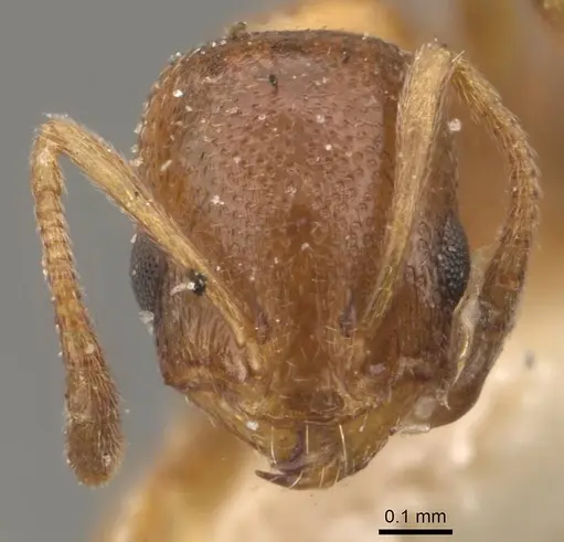 Cardiocondyla bulgarica - CASENT0908338