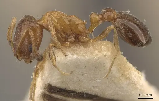 Cardiocondyla bulgarica - CASENT0908338