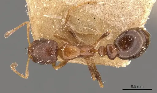 Cardiocondyla bulgarica - CASENT0908339