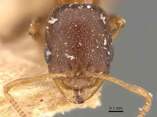 Cardiocondyla bulgarica - CASENT0908339