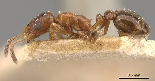 Cardiocondyla bulgarica - CASENT0908339