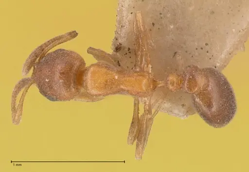 Cardiocondyla bulgarica - FOCOL0785-1