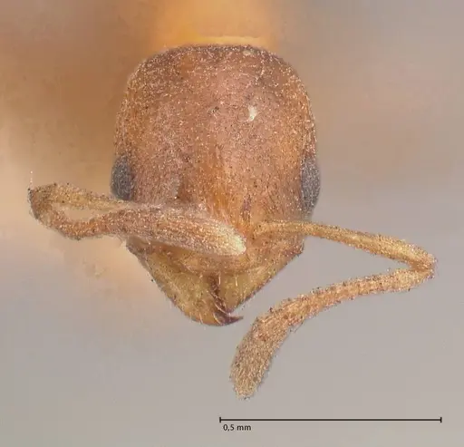 Cardiocondyla bulgarica - FOCOL0785-1