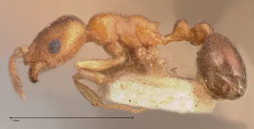 Cardiocondyla bulgarica - FOCOL0785-1