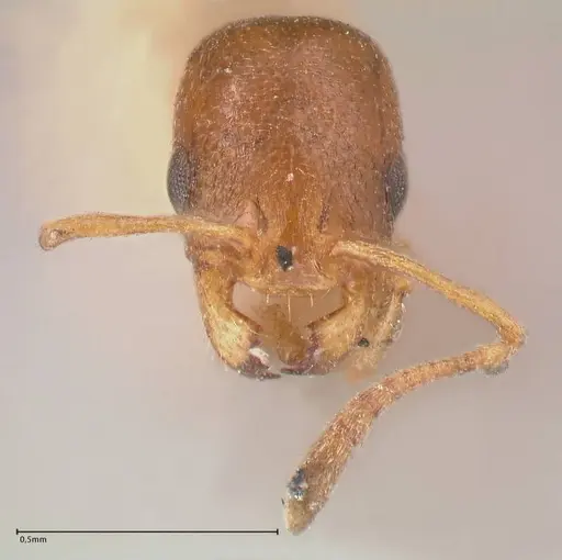 Cardiocondyla bulgarica - FOCOL0785-2