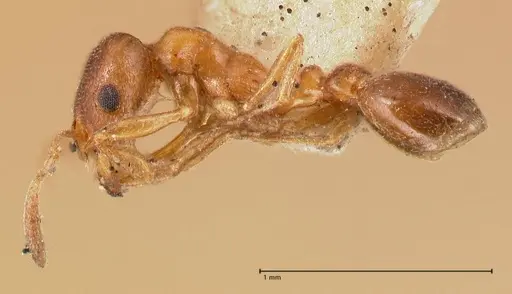 Cardiocondyla bulgarica - FOCOL0785-2