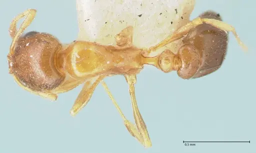 Cardiocondyla bulgarica - FOCOL1615