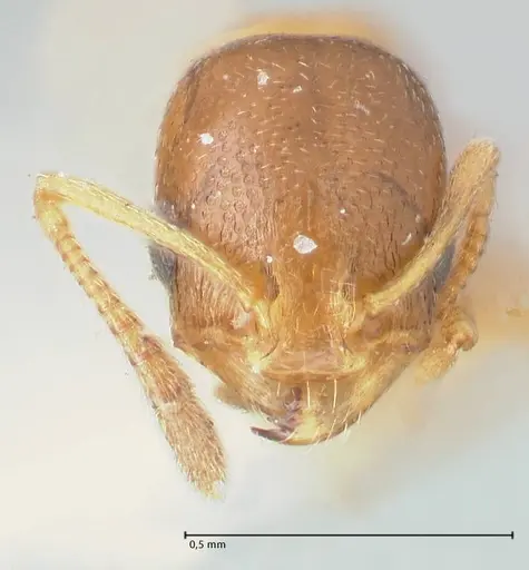 Cardiocondyla bulgarica - FOCOL1615