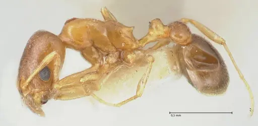 Cardiocondyla bulgarica - FOCOL1615