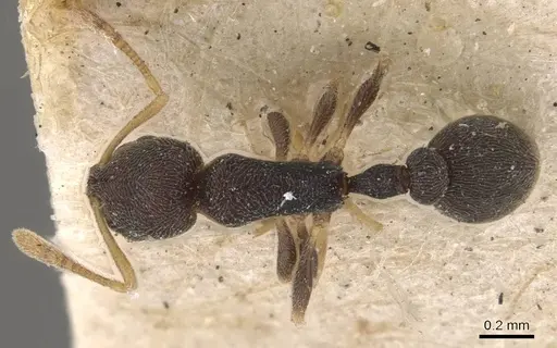 Cardiocondyla carbonaria specimen
