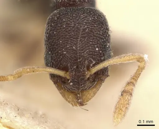 Cardiocondyla carbonaria specimen