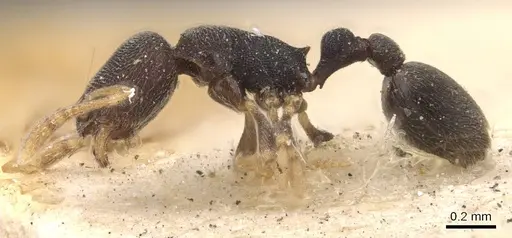 Cardiocondyla carbonaria specimen