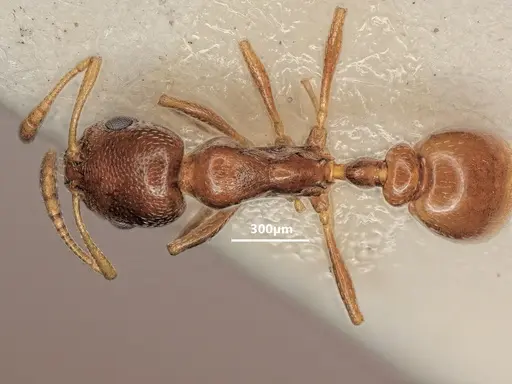 Cardiocondyla caspiense specimen