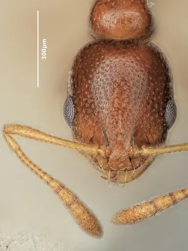 Cardiocondyla caspiense specimen