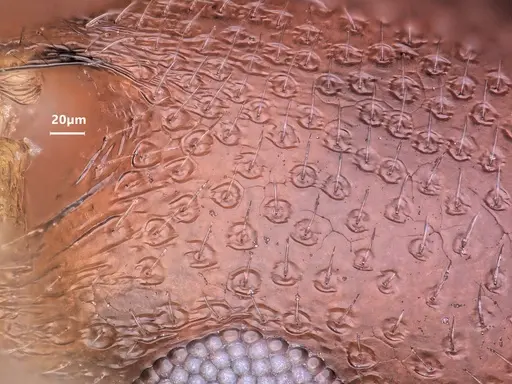 Cardiocondyla caspiense specimen