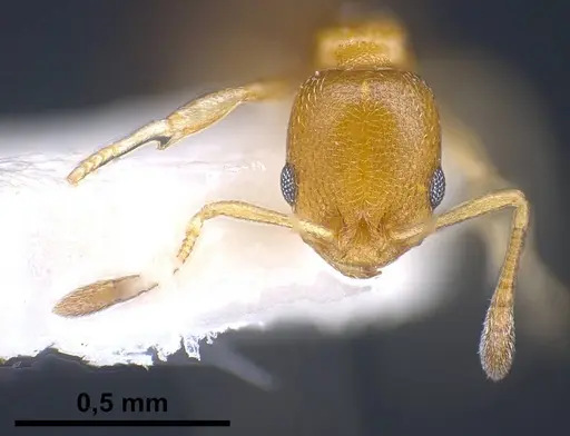 Cardiocondyla compressa specimen