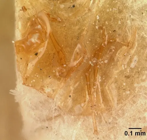 Cardiocondyla cristata specimen