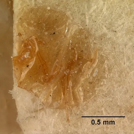 Cardiocondyla cristata specimen