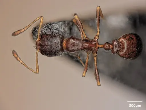 Cardiocondyla dalmatica specimen