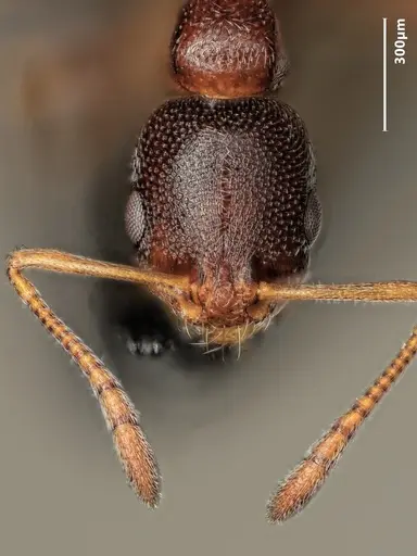 Cardiocondyla dalmatica specimen