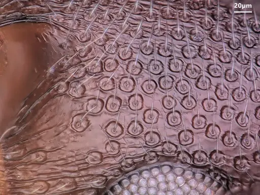 Cardiocondyla dalmatica specimen