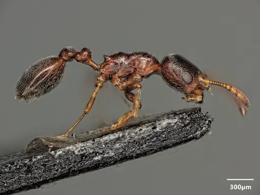 Cardiocondyla dalmatica - ANTWEB1048509