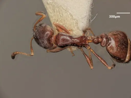 Cardiocondyla dalmaticoides specimen