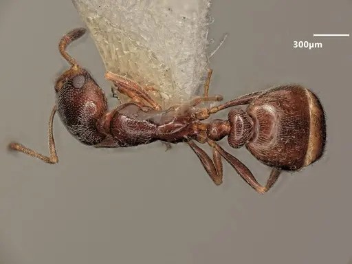 Cardiocondyla dalmaticoides specimen