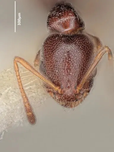 Cardiocondyla dalmaticoides specimen