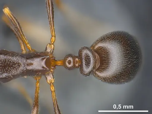 Cardiocondyla elegans specimen