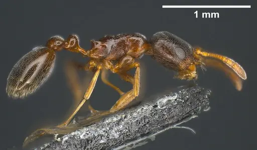 Cardiocondyla elegans specimen