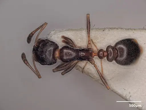 Cardiocondyla elegans - ANTWEB1048511