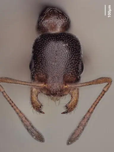 Cardiocondyla elegans - ANTWEB1048511