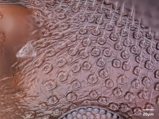 Cardiocondyla elegans - ANTWEB1048511