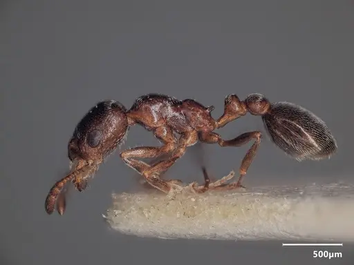 Cardiocondyla elegans - ANTWEB1048511