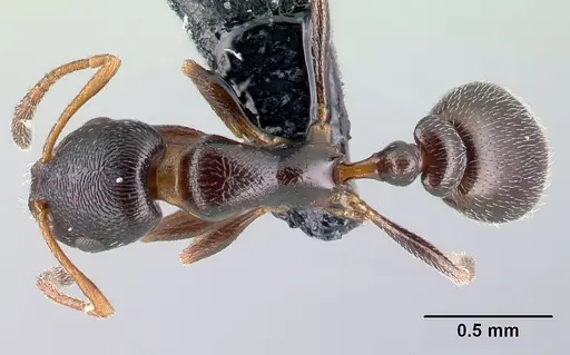 Cardiocondyla elegans - CASENT0179878