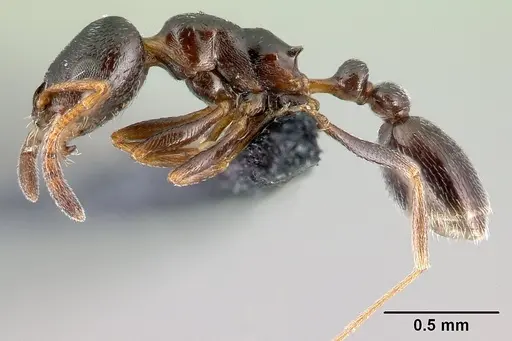 Cardiocondyla elegans - CASENT0179878