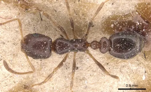 Cardiocondyla elegans - CASENT0904460