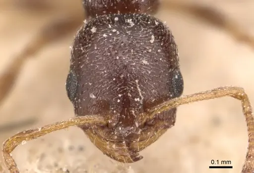 Cardiocondyla elegans - CASENT0904460